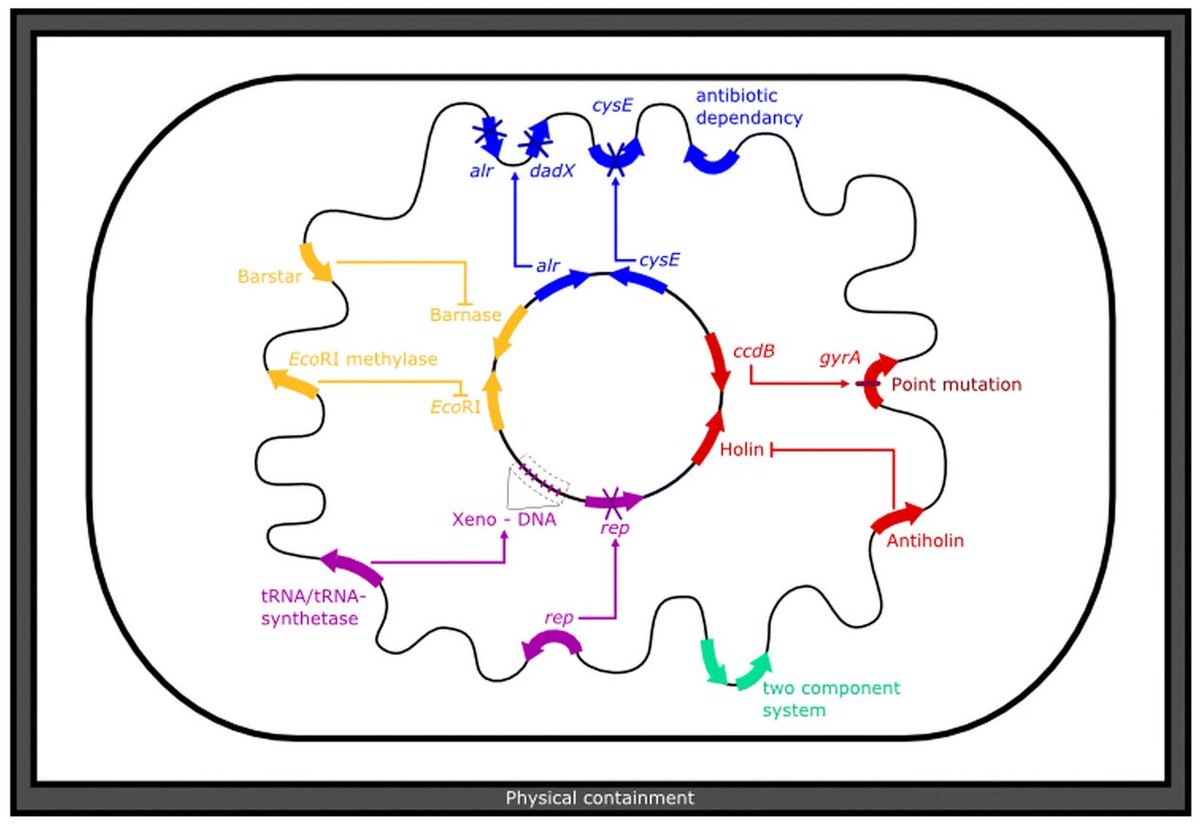 Looking for established safety mechanisms in synthetic biology projects? Here is a collection:
doi.org/10.1186/s13036…
#SynBio #iGEM2024