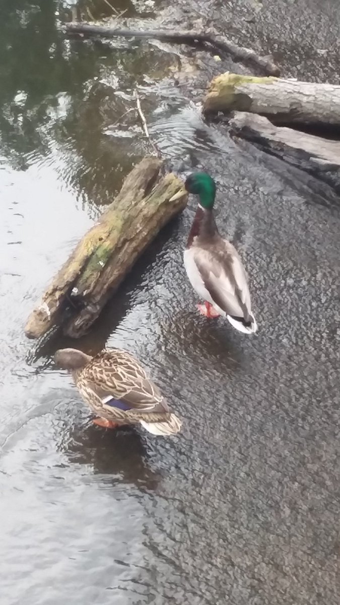 #ducks #duckling #wildlife #spiritual #energy #peaceful #positiveenergy #photos