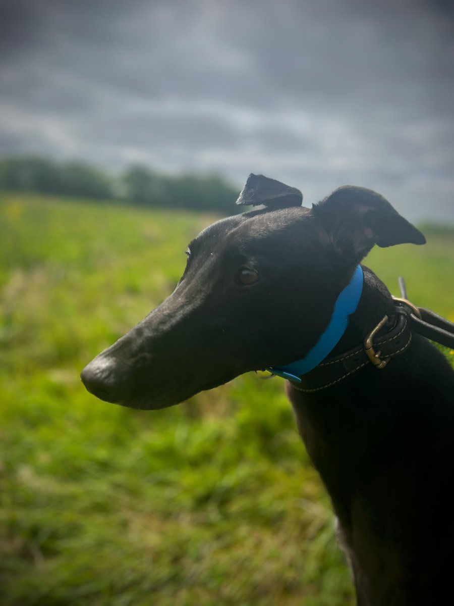 adachikennels's tweet photo. A couple of new team members to the kennels recently! 💙Logie & 💙Jack
#SnakeGun #KrankyJackie https://t.co/ysuXbWLh6F