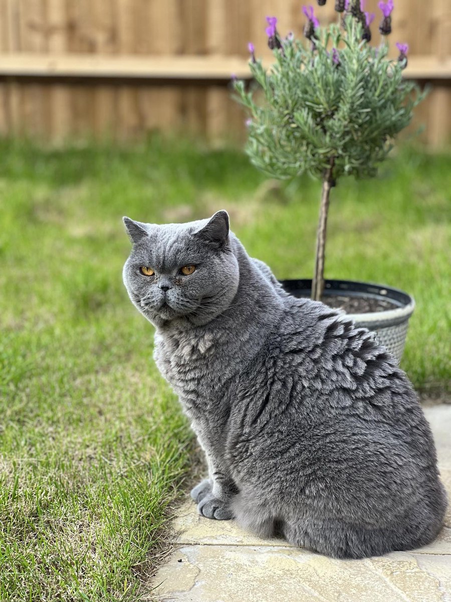 MabelCat2's tweet photo. I like to sit and sniff the air outside, but one scary noise and I’m back indoors https://t.co/TiIJ7vxaEe