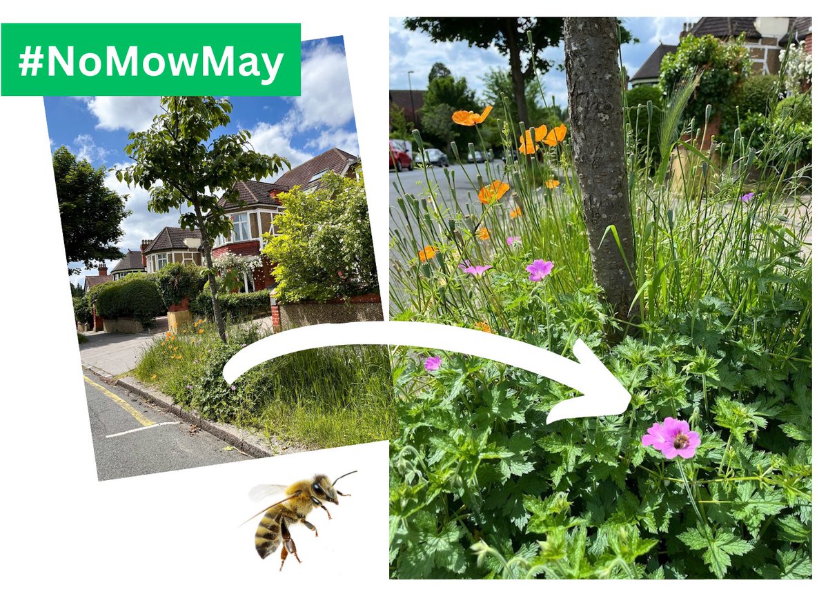 Let's stop complaining about the unmown grass verges - they're feeding the bees 🌻🐝 ...and let's get used to a more natural aesthetic, where nature is put first. After all we rely on these insects for our survival. #NoMowMay