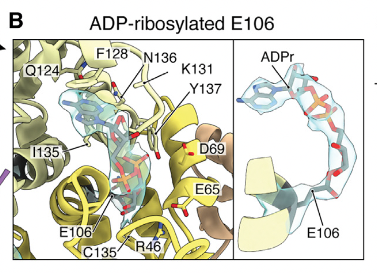 In Retron-Eco1 the assembly is designed by Nature to stabilize ADPr from NAD+ hydrolysis covalently linked to the catalytic E106.  We did not this and #alphafold3 neither (4/6)