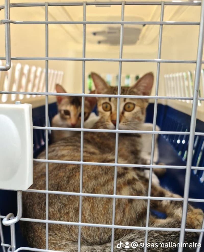 SusaAnimal's tweet photo. Vet day success! Mama Bubbles &amp; her 4 kittens + rescue Kenji got checked &amp; vaccinated! Kudos to shelter owner Terry for wrangling 6 cats alone! Now they're ready for adoption! #adoptdontshop #catsofTwitter #spreadloveandkindness https://t.co/LKP4iRRwTx