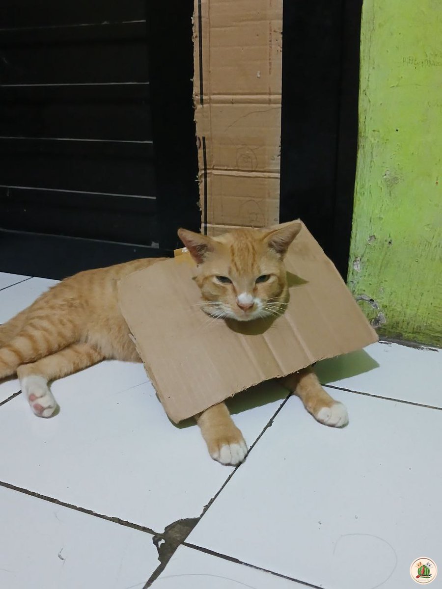 KochengFess v2 tweet media