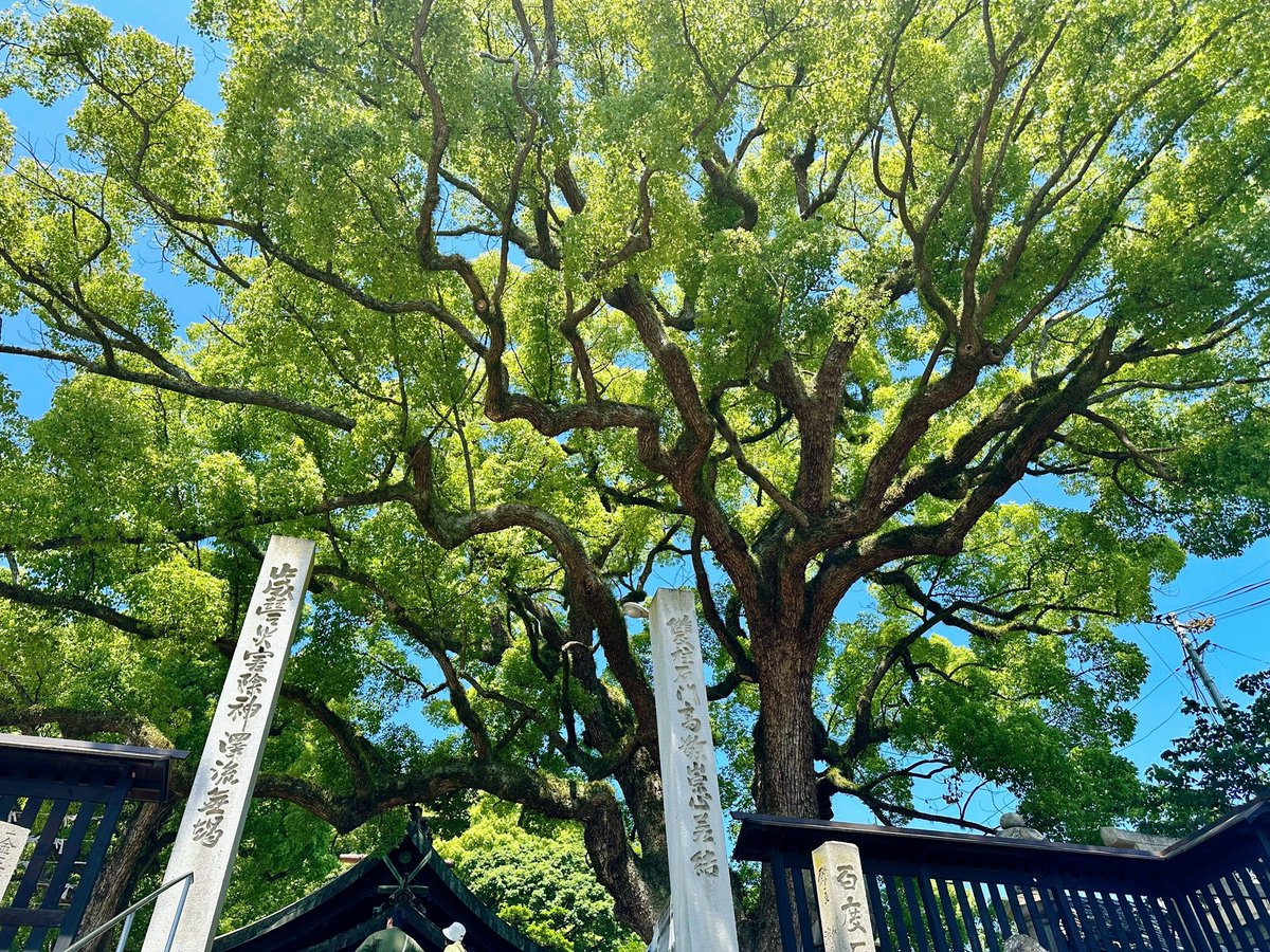 天気に恵まれて尾道再訪☀️前回見れなかった千光寺を回れてよかった〜
艮神社のクスノキ群の迫力も樹齢約900歳の生命力もすごかった…！！