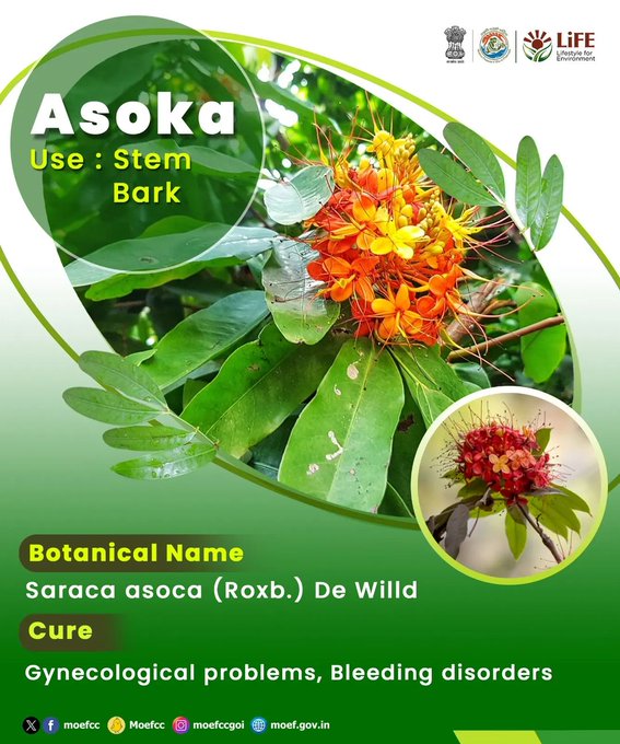 #ChooseLiFE #MissionLiFE @moefcc 
Asoka 
Use: Stem Bark 
Botanical Name - Saraca asoca (Roxb.) De Willd
Cure - Gynecological problems, Bleeding disorders 
@NWRailways