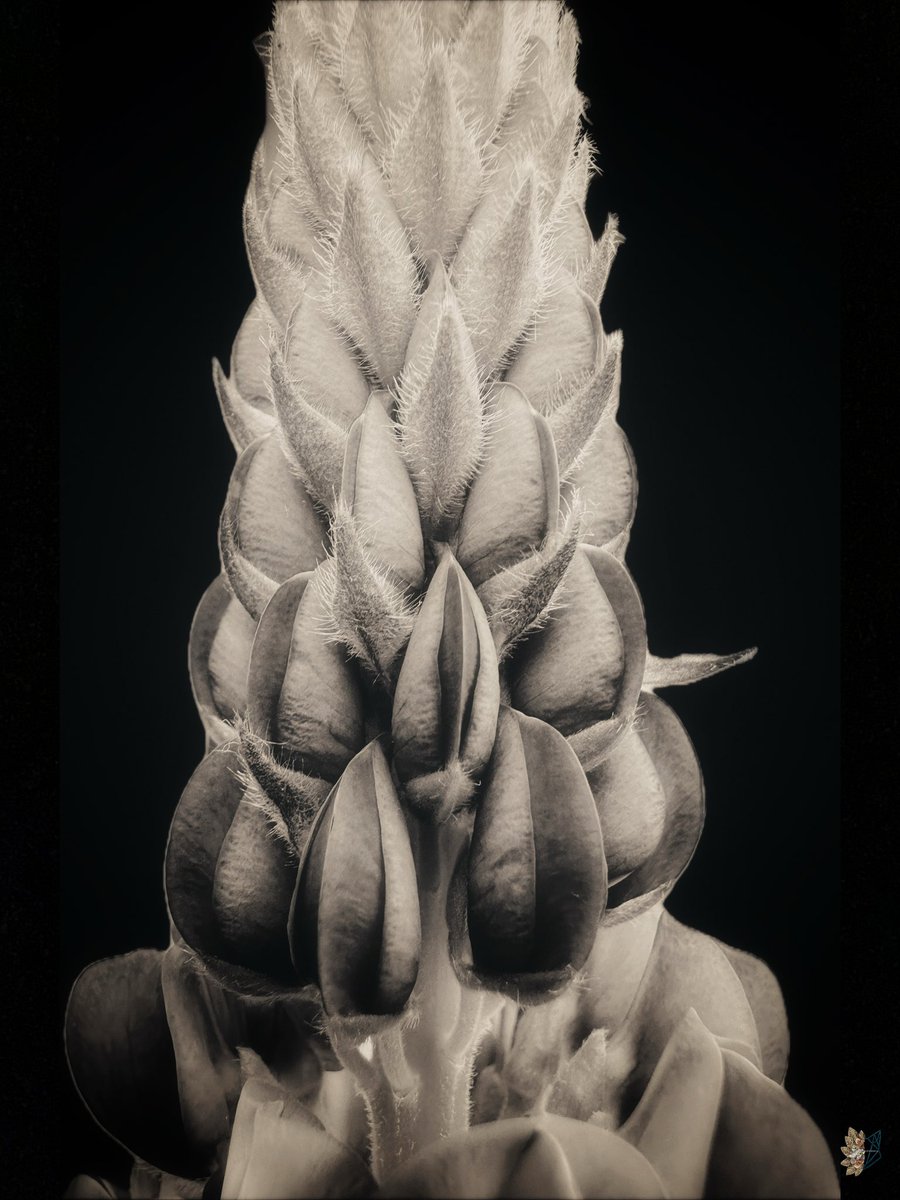 🌿𝔈𝔩𝔣𝔢𝔞𝔯𝔰𝔣𝔬𝔵𝔰𝔬𝔵🌿 tweet media