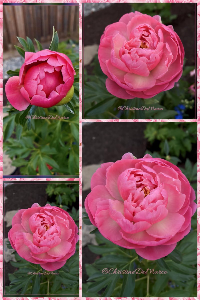 Did you know that Peonies are symbolic of #Love #Honour #Happiness #Wealth #Romance & #Beauty ? Is there anything else? Well, since you asked—It is believed that Chi-Energy released by #Peonies attracts wonderful partners! Thus, #Peony #Flowers represent a #HappyUnion #MyGarden