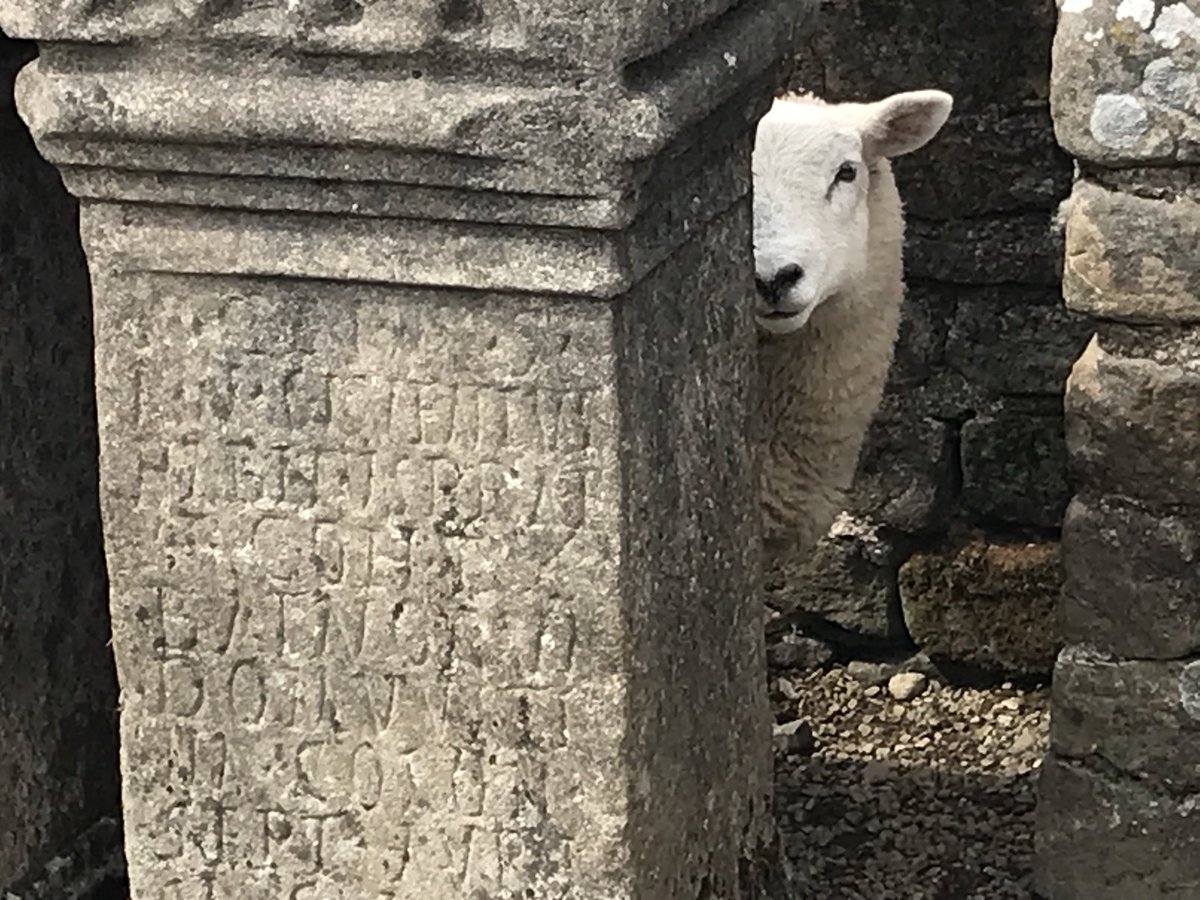 Still one of my favourite images from walking Hadrian’s Wall in 2021. Don’t worry, little one, I think they only sacrifice bulls in this one…
Carrawburgh temple of Mithras.
#RomanSiteSaturday