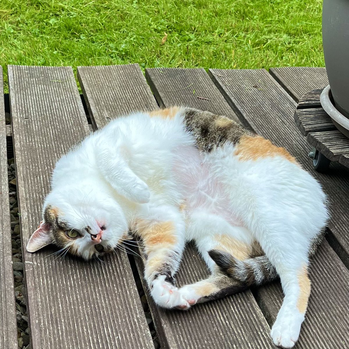 JockiFoto's tweet photo. @Feldrain Wenn sie dich „anblinzelt“, geht es ihr gut und sie ist zufrieden. Einfach auch blinzeln, streicheln, kraulen #Liebesbeweis #Franzi https://t.co/GD8GUM69Rp