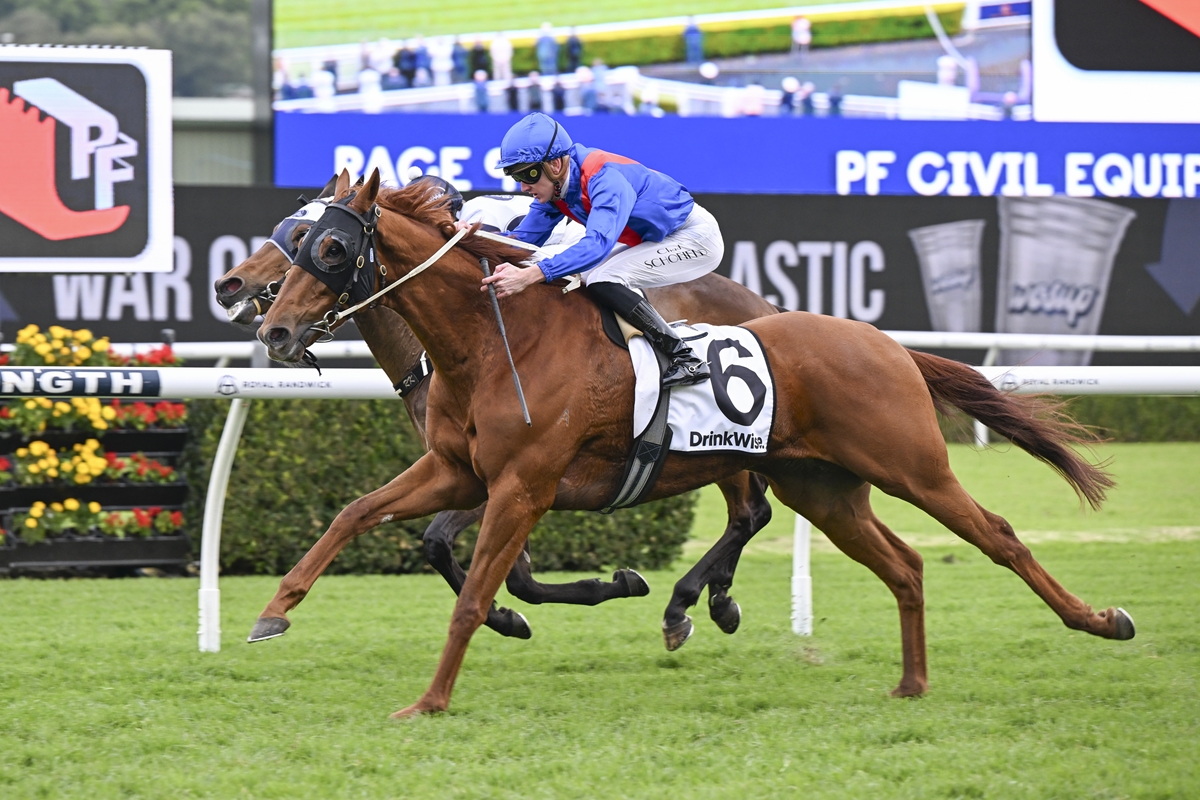 nzracingnews's tweet image. NEWS: #GoldenPath relished a step up in distance on Saturday, prevailing in a tight finish to win at Randwick.
racingnews.co.nz/golden-path-re…