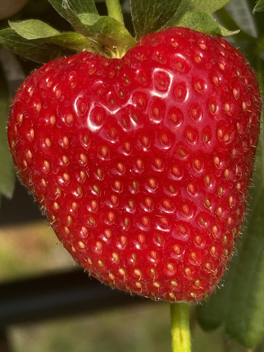 First strawberries for picking this weekend. thefruitfields.digitickets.co.uk/tickets?branch…