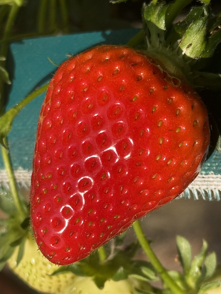 The Fruit Fields Copas farms PYO tweet media