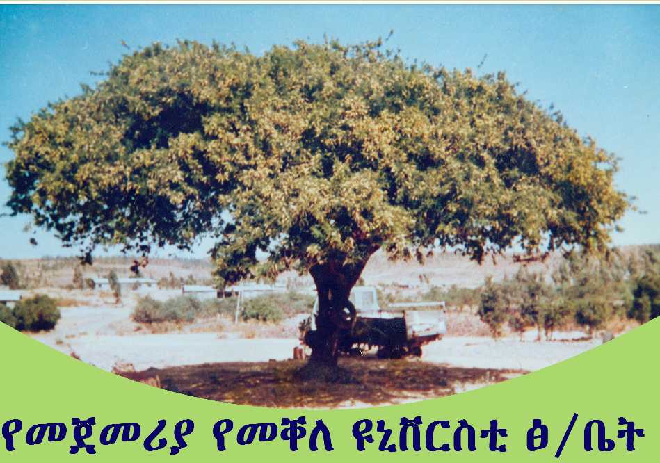 MekUniAlumni's tweet image. 2day, the momona🌳 symbolizes z indomitable spirit of our university.
Join our MU Alumni Network and become part of this extraordinary legacy. Together, let&apos;s ignite our passion and carry the university&apos;s flame of knowledge forward.

#MekelleUniversityAlumni #LegacyTree