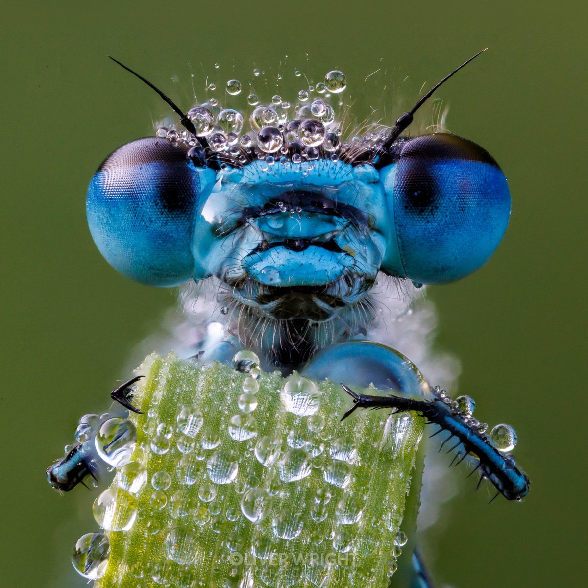 A cracking morning doing macro photography Nice heavy dew with the temps dropping to 8C over night Strangely a lot of the insects were quite active even though it was cool Managed a 63 image stack on this damselfly at 4.5 * mag