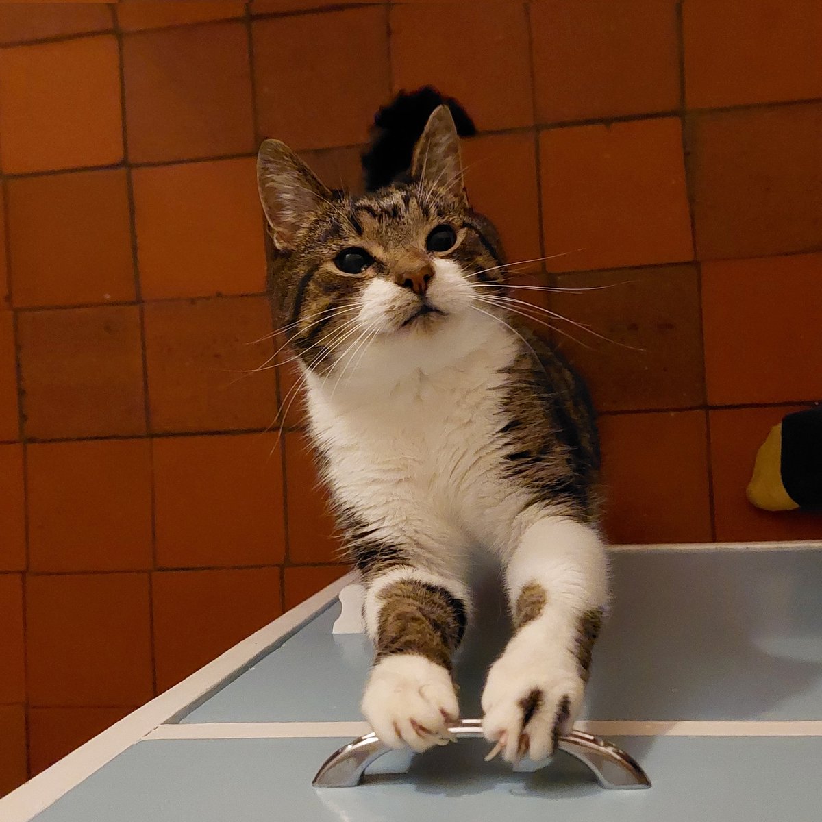 Happy Caturday from The Control Tower Cats.

Please... just a little bit of cheese

#cats #ControlTowerCats #caturday #happycaturday #toocute