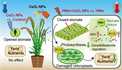 Article by Guo et al. @acsnano @ACSPublications #Heat Waves Coupled with #Nanoparticles Induce #Yield and #Nutritional Losses in #Rice by Regulating #Stomatal Closure pubs.acs.org/doi/10.1021/ac… #PlantSci @PlantBiologyNSP @PlantBiologyMtg @EurSocPhotobiol @LancsPhotosynth @Sdg13Un