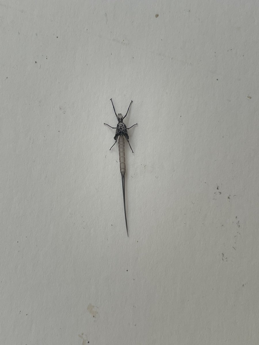 maxact1's tweet image. Anyone know what this guy is? It’s about 2.5 cm long. Daughter found it in our kitchen