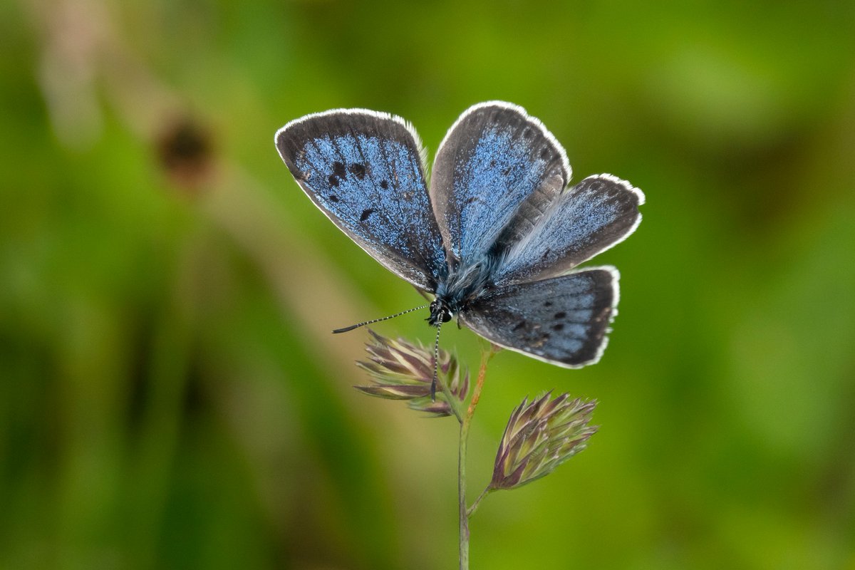 Somerset Butterfly Recorder tweet media