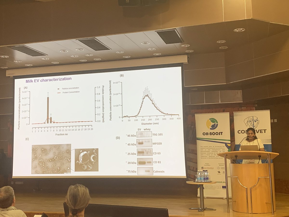 Ohboosteu's tweet photo. On Day 2 of #EVconference2024, our PhD student Madhusha Prasadani delivered a presentation titled, “Milk-derived Extracellular Vesicles Reflect the Metabolic Status of Lactating Cows.” https://t.co/eyhS5LQvKM