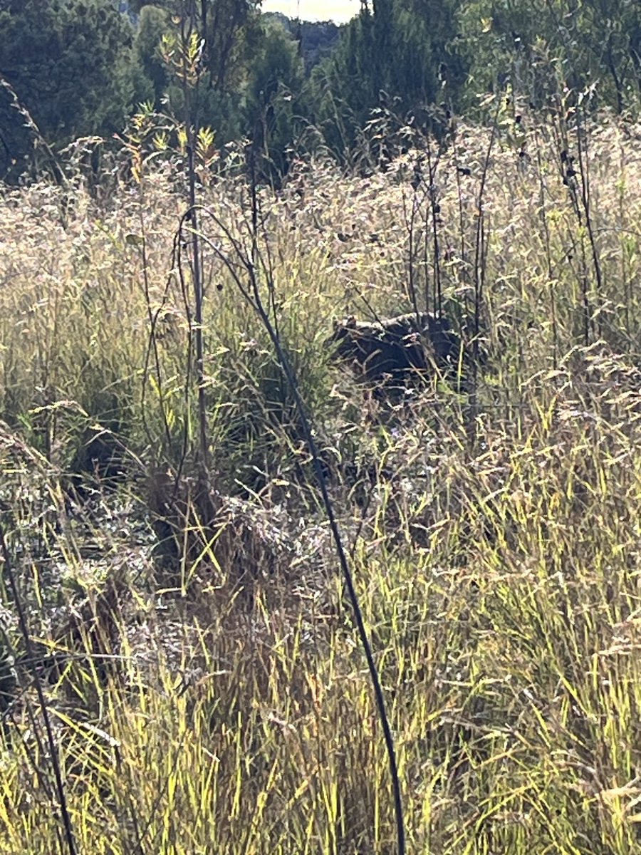 hagsie's tweet photo. An afternoon walk, wombat & baby, ancient #grasstrees doing their thing,& a tortoise π’ https://t.co/KVzHOIuFpt
