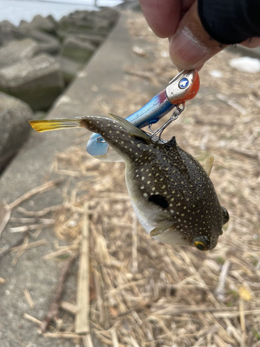 BlackBass_ToMo's tweet photo. 今日の釣果😭
日々修行です🧘 https://t.co/VKJRLt2PGE
