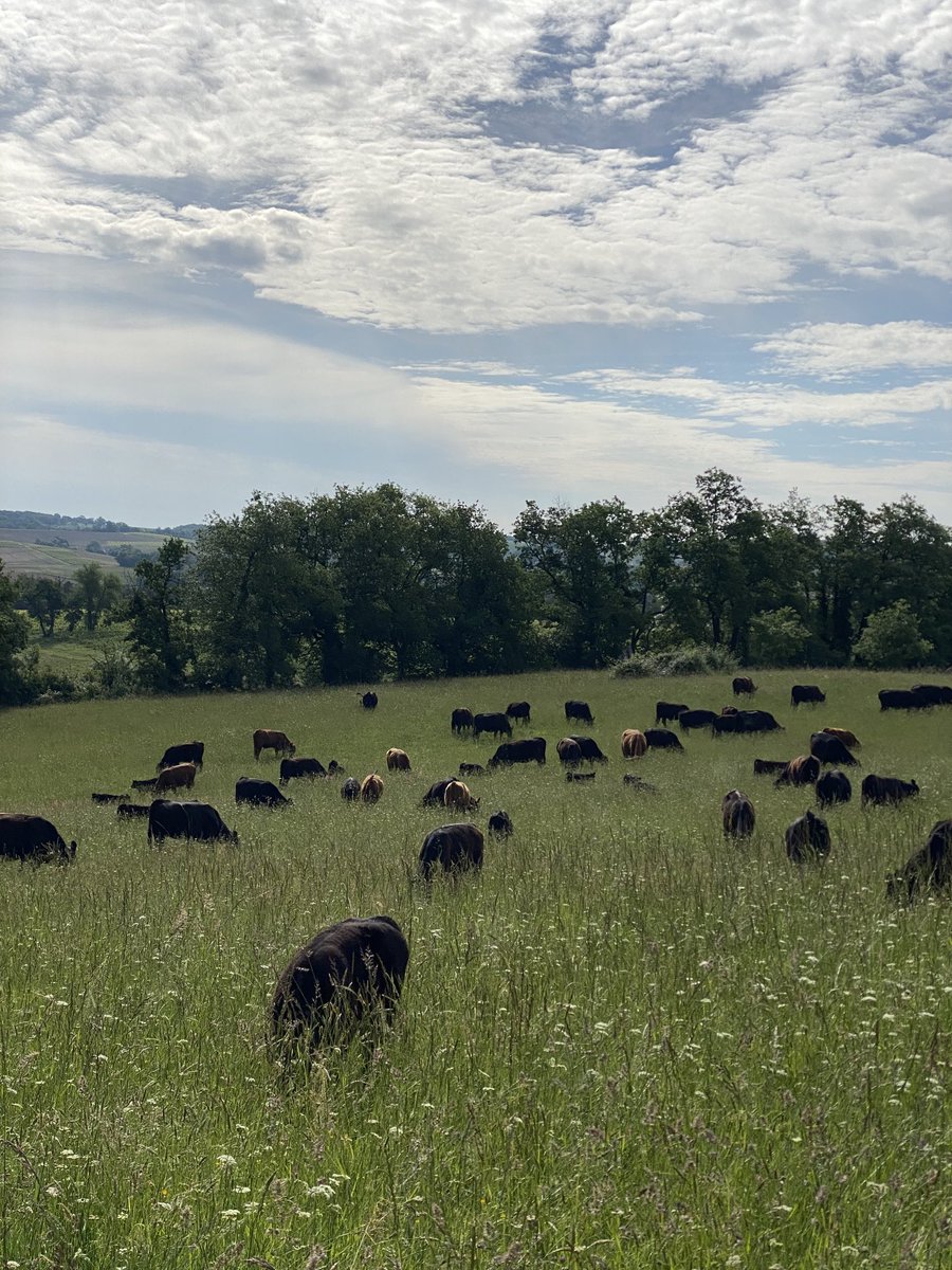 Low stock density this morning. This paddock is called Gates of Detroit. I like it when the cows are here because the grass is pretty and they have a view.