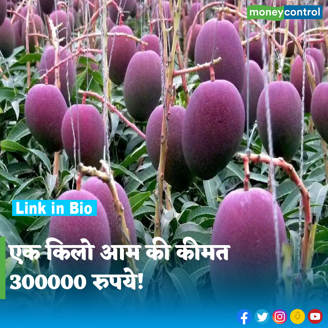 MoneycontrolH's tweet photo. #MostExpensiveMango: दुनिया का सबसे महंगा आम। आम की कितनी कीमत हो सकती है? कर्नाटक का एक किसान एक किलो आम 3 लाख रुपये में बेच रहा है। जानिए इसमें खास क्या है? और सिर्फ आम ही, या किसान के पास और भी नगीने हैं?
पूरी खबर👇
https://t.co/d7KSZYKpQd
#Mango #Moneycontrol https://t.co/aftmAFMmCL