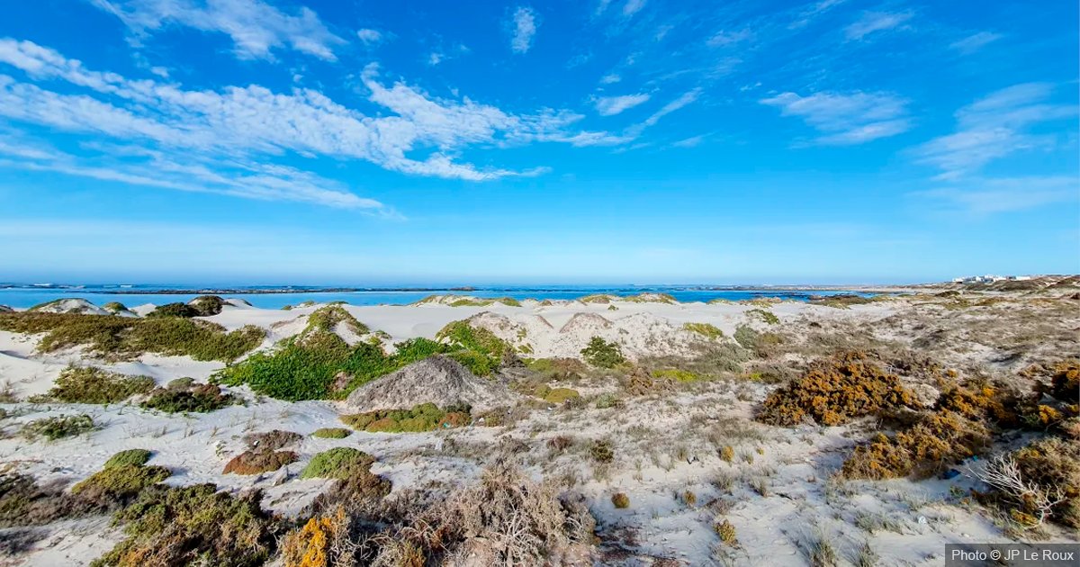 South African conservationists are searching for De Winton’s Golden Mole, missing for 80+ years.

DNA findings hint at its presence, which underscores the need to better protect key sites, ensuring a viable future for species.

ewt.org.za/wild-diaries-g… <a href="/TheEWT/">Endangered Wildlife Trust</a> <a href="/EU_Partnerships/">EU International Partnerships 🇪🇺</a>