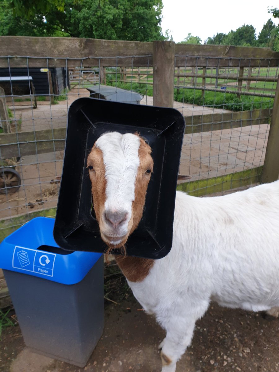 Buttercups Sanctuary For Goats tweet media