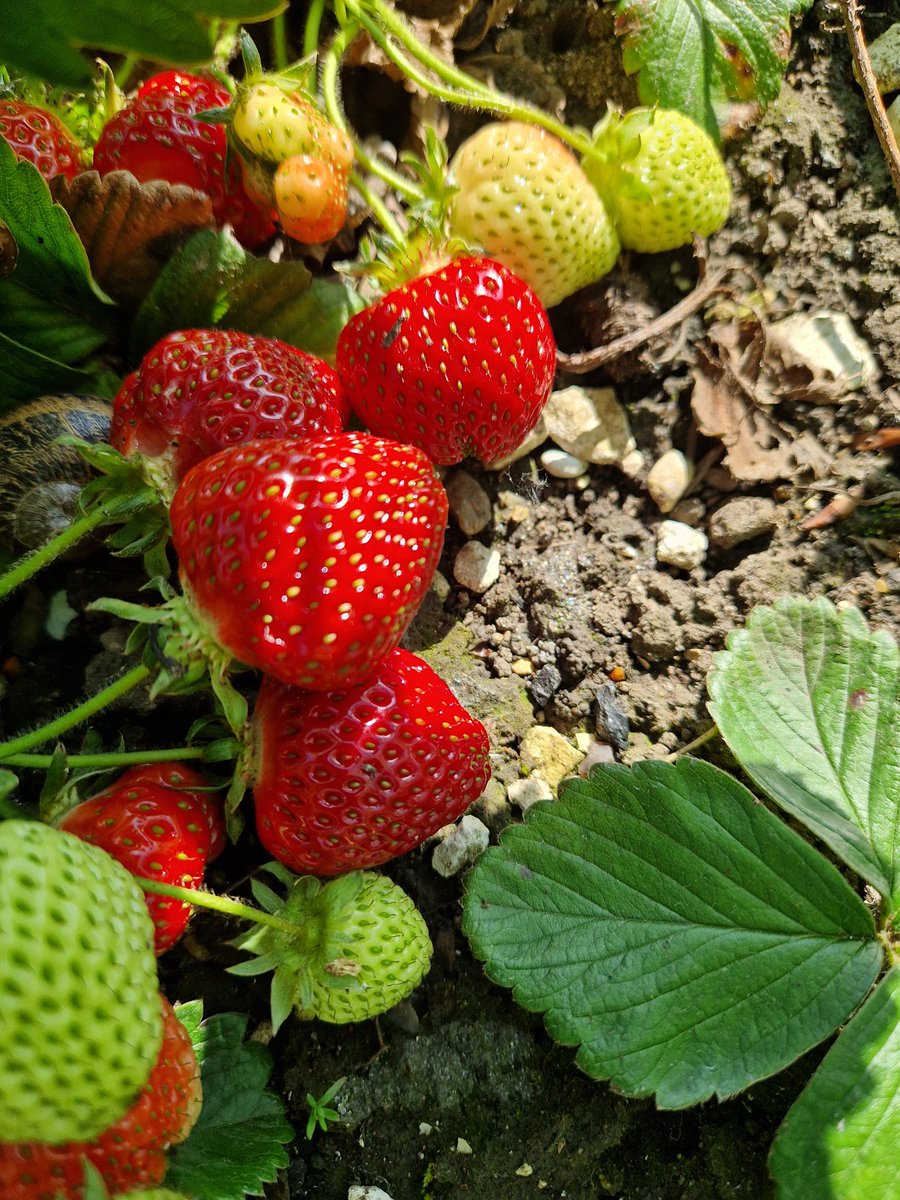 It's strawberry time...