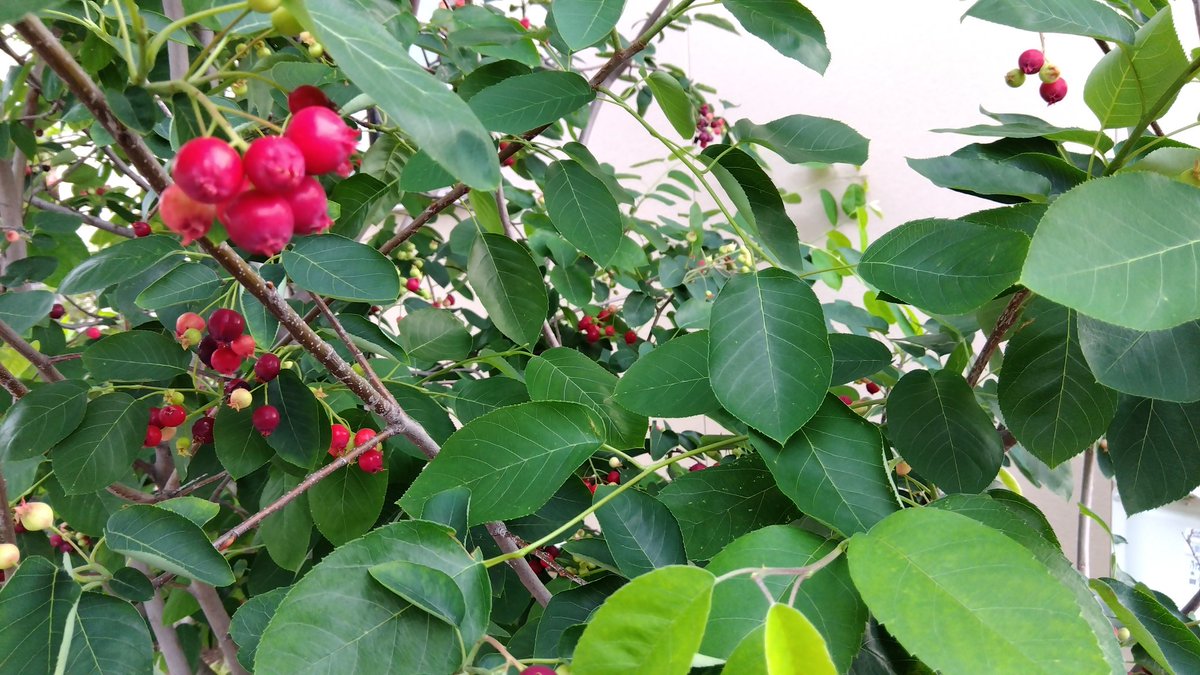 juneberry - Search / X juneberry - Search / X