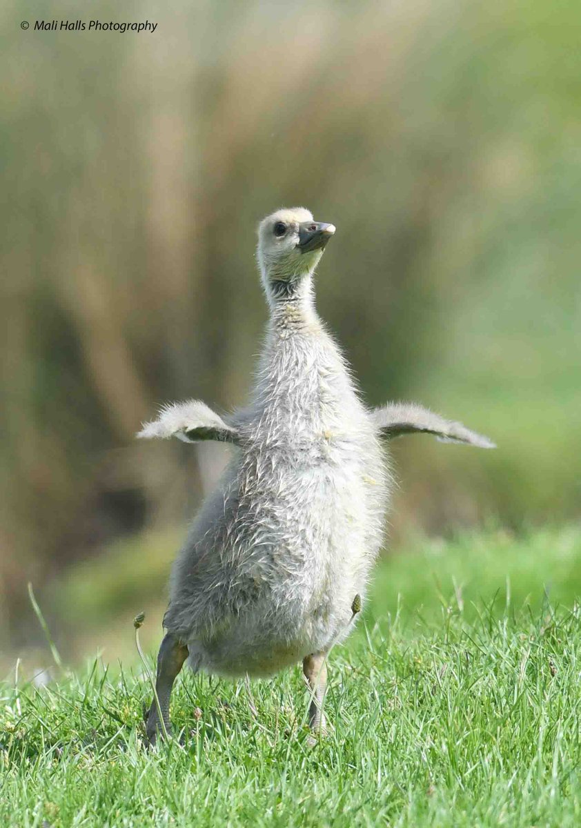 Greylag Goose gosling. Rocking those wee wings. #BirdTwitter #Nature #Photography #wildlife #birds #TwitterNatureCommunity #birding #NaturePhotography #birdphotography #WildlifePhotography #Nikon
