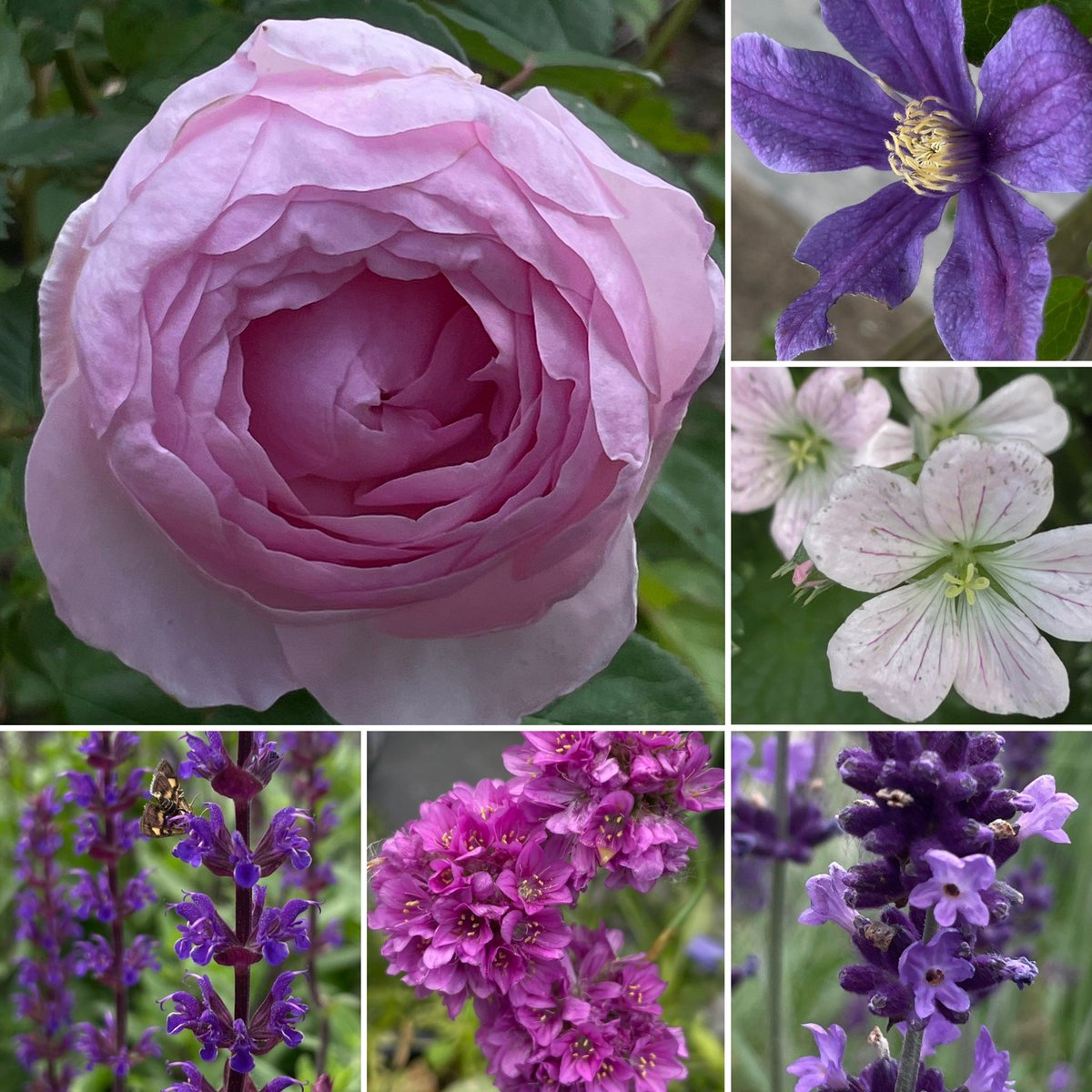 Glorious, glorious month of May 💜🤍🩷 #SixOnSaturday #GardeningTwitter #GardeningX #GardenersWorld