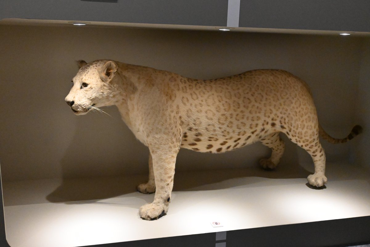 科博では今なら↓の『レオポン誕生』に出てくる一代雑種レオポンおよび