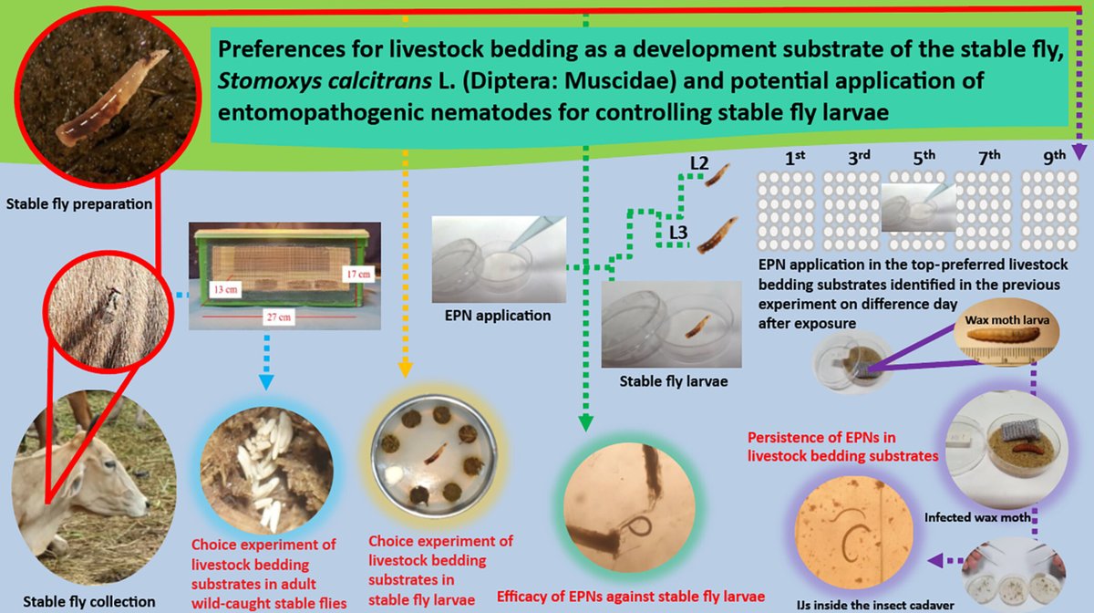 Preferences for #livestock bedding as a development substrate of the stable fly, #Stomoxys calcitrans L. (Diptera: #Muscidae), and potential application of #EntomopathogenicNematodes for controlling stable fly larvae: doi.org/10.1111/mve.12… #EPN #Biocontrol #InsectVectors