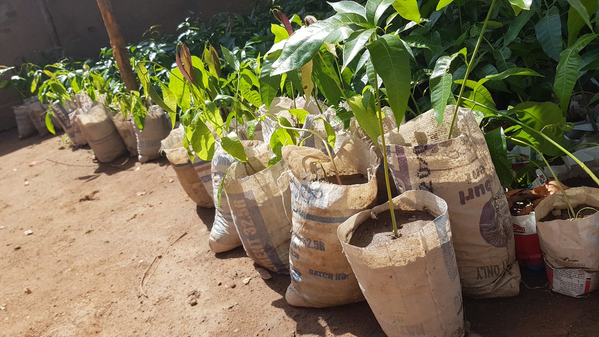 AbelAkol's tweet photo. Nothing excites than a strive to contribute to the Climate Change Effect Response by engaging with the community members to raise and plant thousands of varieties of fruit and mon-fruit treesnin the locally defrosted areas of my County/State.
Each contribution adds value#let'sdo# https://t.co/yMP6eHC4sY