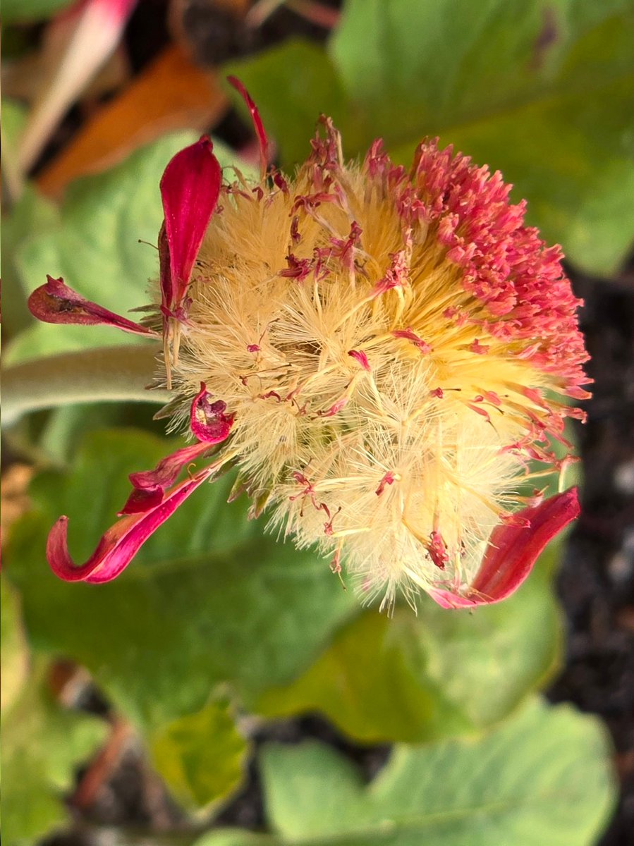 cd_land's tweet photo. Une fleur se fane, trois autres vont éclore très bientôt. Les fleurs de mon petit cactée ont beaucoup de retard cette année, mais je vais en avoir trois d'un coup ! 😍
#NiceCotedAzur #FrenchRiviera #NaturePhotography #BonWE https://t.co/FA8dYsEVvt