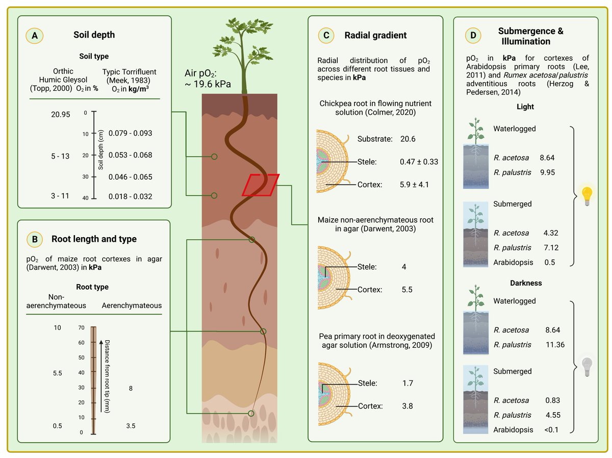 Review by @Kevin_Daniel_C & @SjonHartman @JXBot @SEBiology @UniFreiburg @CIBSS_UniFR How plant #roots respond to #waterlogging academic.oup.com/jxb/article-ab… #PlantSci @ISPLORE @RootBiologyNews @SRY_PlantRoot @rootresinsights @EconNature @NaturePlants @sci_plant @RootandShootRCN