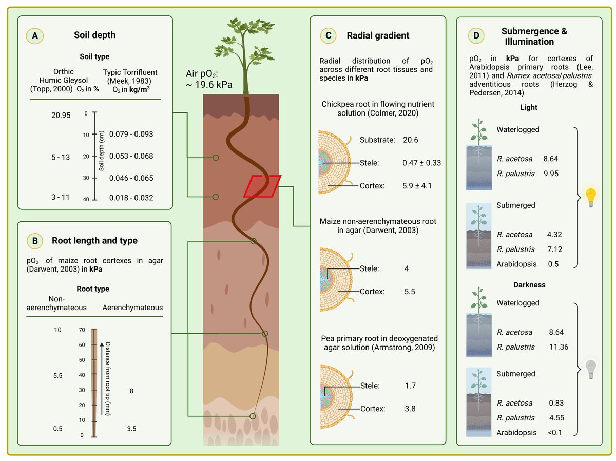 Abiotic stress in plants (Green Survivors) (@abioticstress) on Twitter photo Review by <a href="/Kevin_Daniel_C/">Kevin Daniel</a> & <a href="/SjonHartman/">Sjon Hartman</a> <a href="/JXBot/">JXB @jxbotany.bsky.social</a> <a href="/SEBiology/">SEB @sebiology.bsky.social</a> <a href="/UniFreiburg/">Universität Freiburg</a> <a href="/CIBSS_UniFR/">CIBSS</a>
How plant #roots respond to #waterlogging
academic.oup.com/jxb/article-ab…
#PlantSci <a href="/ISPLORE/">International Society for Plant Low O2 Research</a> <a href="/RootBiologyNews/">Root Biology News</a> <a href="/SRY_PlantRoot/">Lab of Adventitious Root Development</a> @rootresinsights <a href="/EconNature/">Ian.K. NaturEconomist</a> <a href="/NaturePlants/">Nature Plants</a> <a href="/sci_plant/">Plant Science</a> <a href="/RootandShootRCN/">ROOT & SHOOT Research Coordination Network</a> Review by <a href="/Kevin_Daniel_C/">Kevin Daniel</a> & <a href="/SjonHartman/">Sjon Hartman</a> <a href="/JXBot/">JXB @jxbotany.bsky.social</a> <a href="/SEBiology/">SEB @sebiology.bsky.social</a> <a href="/UniFreiburg/">Universität Freiburg</a> <a href="/CIBSS_UniFR/">CIBSS</a>
How plant #roots respond to #waterlogging
academic.oup.com/jxb/article-ab…
#PlantSci <a href="/ISPLORE/">International Society for Plant Low O2 Research</a> <a href="/RootBiologyNews/">Root Biology News</a> <a href="/SRY_PlantRoot/">Lab of Adventitious Root Development</a> @rootresinsights <a href="/EconNature/">Ian.K. NaturEconomist</a> <a href="/NaturePlants/">Nature Plants</a> <a href="/sci_plant/">Plant Science</a> <a href="/RootandShootRCN/">ROOT & SHOOT Research Coordination Network</a>