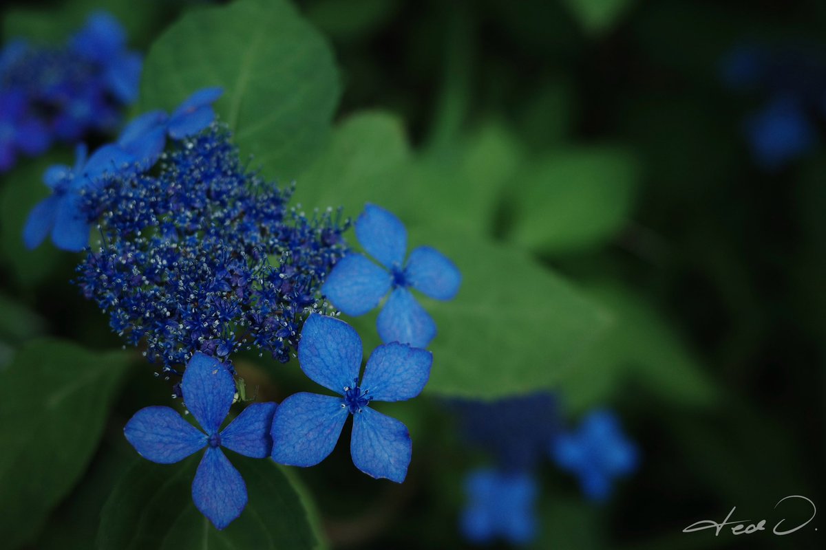 Hydrangea 🌺 紫陽花

もうアジサイが咲きはじめてる

*****
[Ricoh GR IIIx]
| f2.8 | 1/125 | ISO250 | 40mm | No Edit | May 2024 | Tokyo, Japan | ©︎ted O.@tojpn
#ricoh #ricohgr #gr3 #gr3x #griiix #grsnaps #hydrangea