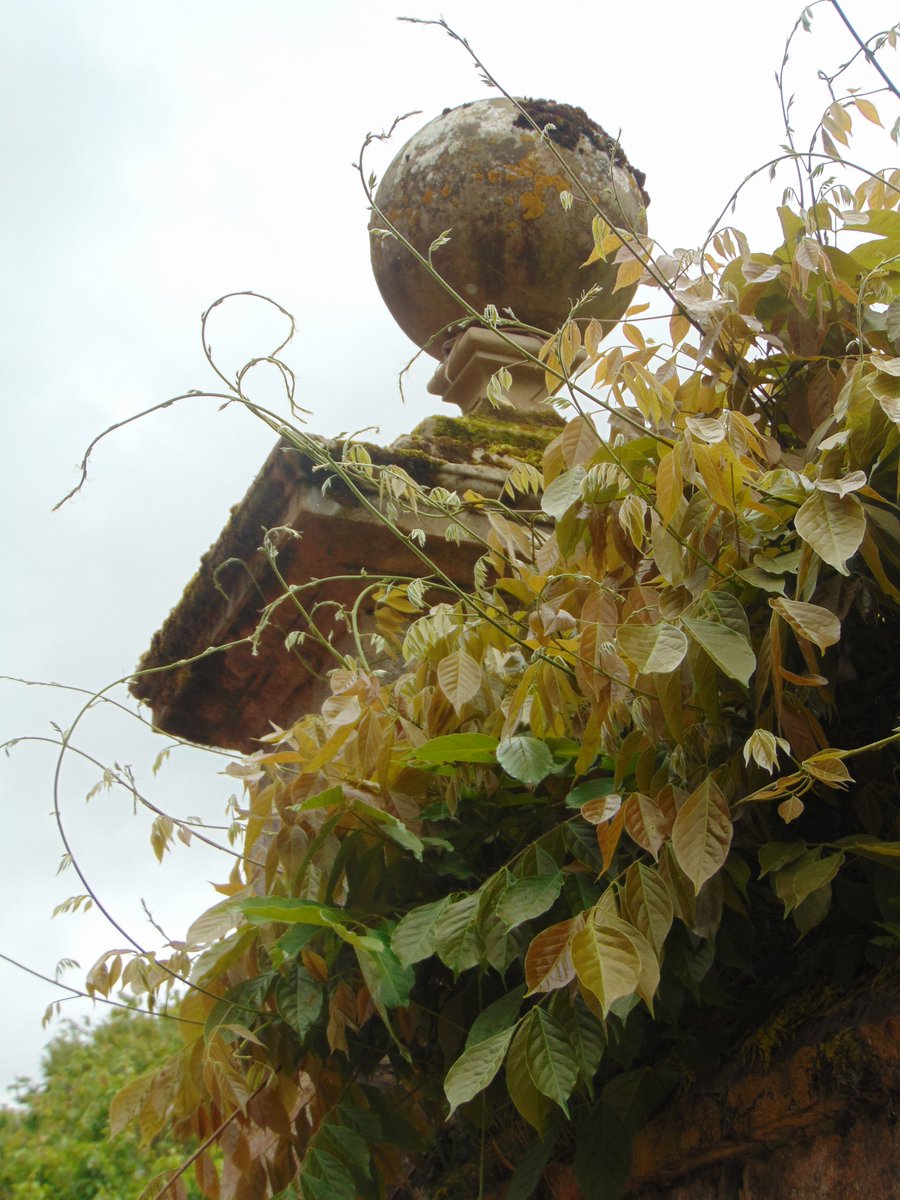 Let me post a conceptual sort of pic to get the day going. Didn't want to get up this morning; lay there till gone 8.00. Very unusual for me. I have been ill, mind! #theferrisfiles #metaphorsaplenty #garden #creeper #ferrisphotos