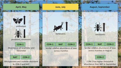 Variation in insect community structure between natural and constructed tidal marshes: doi.org/10.1111/een.13… #Biodiversity #CommunityStructure #CoastalWetlands
