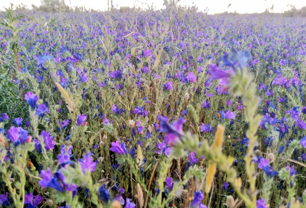 JartoPanchu's tweet photo. @CorredorEcoSur @ENTORNOMEAQUES Por cierto, el #CorredorEcologico #Meaques precioso, plagado de viborera con praderas llenas de morado y miles de mariposas esfinge libando de las flores.
Un espectáculo silvestre a 5 min de la urbe que debería protegerse y perdurar. https://t.co/SD9UIFxpYE