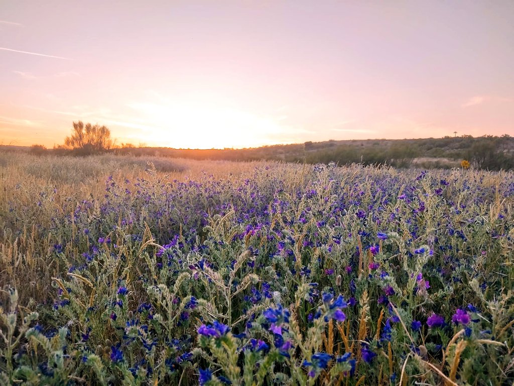 JartoPanchu's tweet photo. @CorredorEcoSur @ENTORNOMEAQUES Por cierto, el #CorredorEcologico #Meaques precioso, plagado de viborera con praderas llenas de morado y miles de mariposas esfinge libando de las flores.
Un espectáculo silvestre a 5 min de la urbe que debería protegerse y perdurar. https://t.co/SD9UIFxpYE
