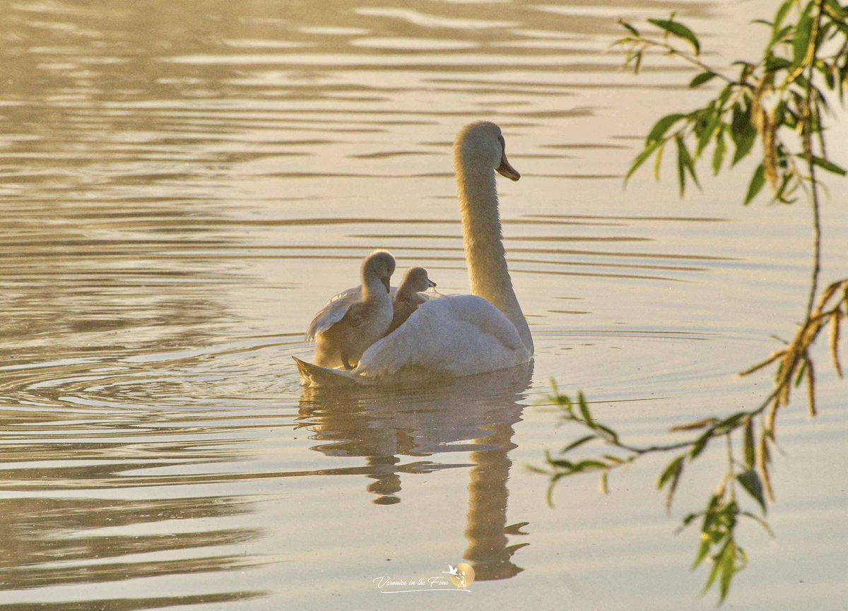 Swan & Cygnets at Sunrise in Ely May 2020.