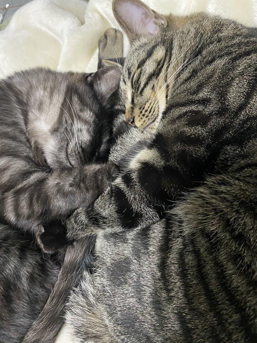 ねこ元気です、こないだ1歳になりました