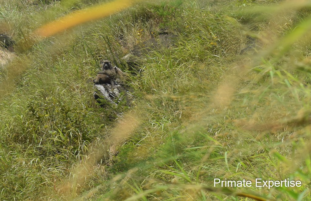 Primatexpertise's tweet photo. Une communauté unique de babouins à #Nyangezi, RDC. Leur habitat dénudé les pousse à marauder les cultures locales, intensifiant les conflits avec les paysans. Autrefois sanctuaire, les prairies sont maintenant des pâturages pour le bétail. 
https://t.co/XLz232gXzr https://t.co/MSmujDL3DR