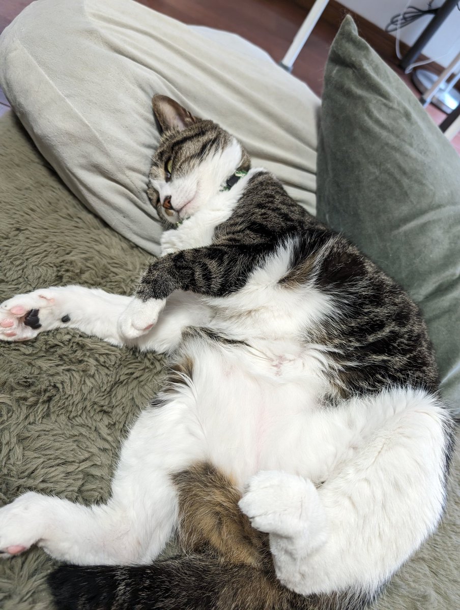 T3827K's tweet photo. またこんな格好で
#猫ちゃん https://t.co/19aIicok7l