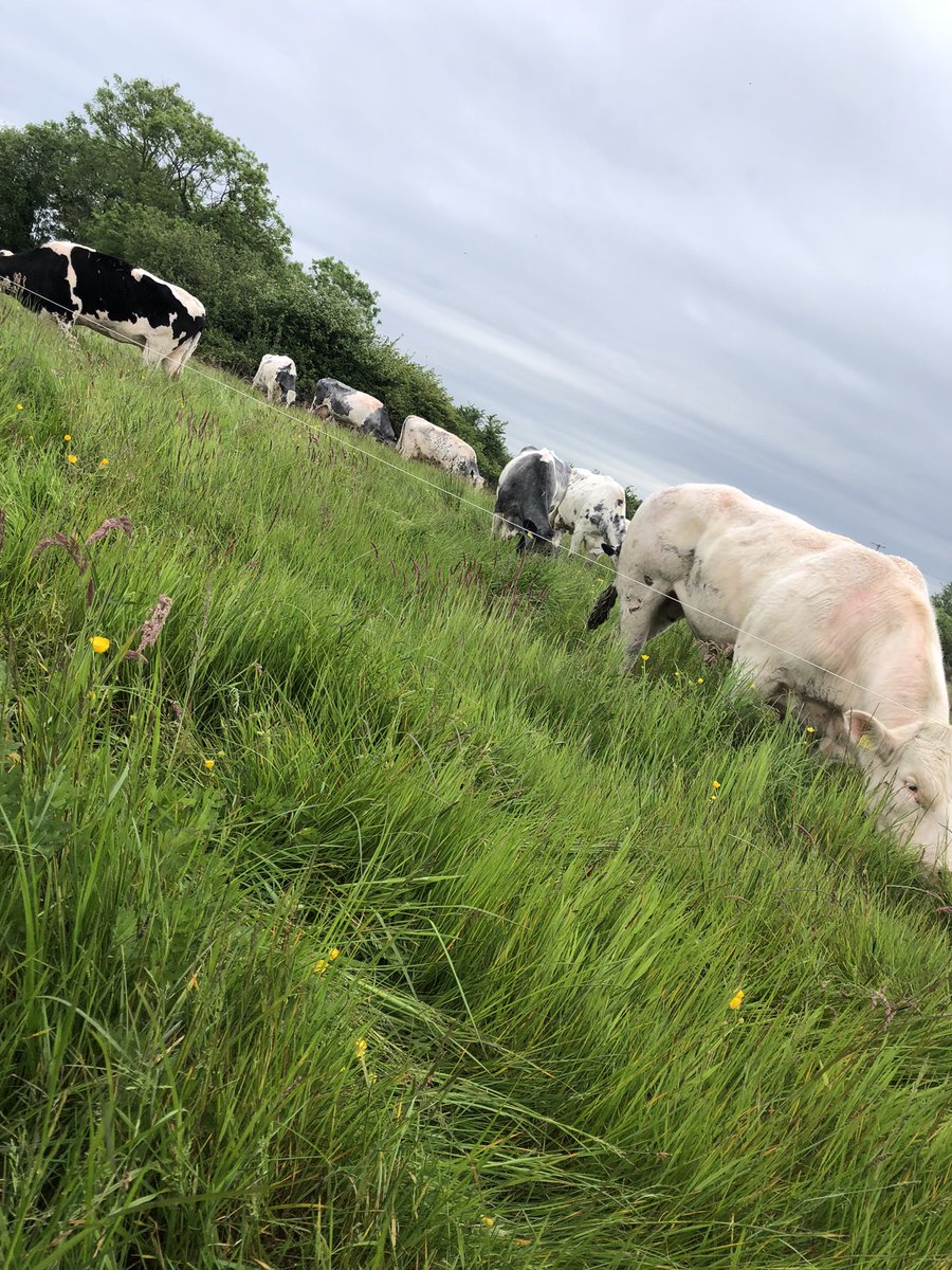 ciaranflemingo's tweet photo. Cows and calves out enjoying fresh grass https://t.co/Pbuhn6X7Og